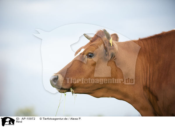 Rind / cattle / AP-10972