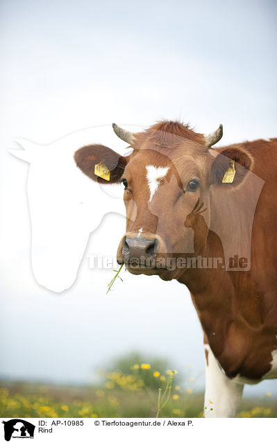 Rind / cattle / AP-10985
