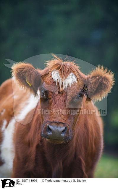 Rind / cattle / SST-13903