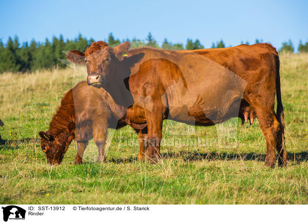 Rinder / cattle / SST-13912