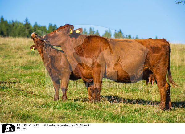 Rinder / cattle / SST-13913