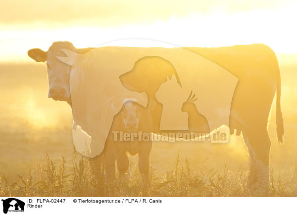 Rinder / cattle / FLPA-02447