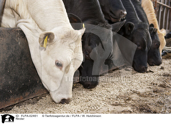 Rinder / cattle / FLPA-02461