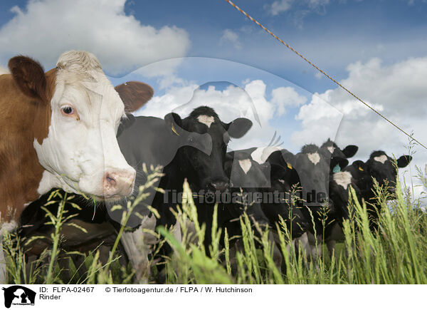 Rinder / cattle / FLPA-02467