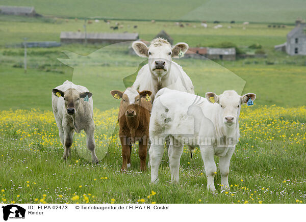 Rinder / cattle / FLPA-02473