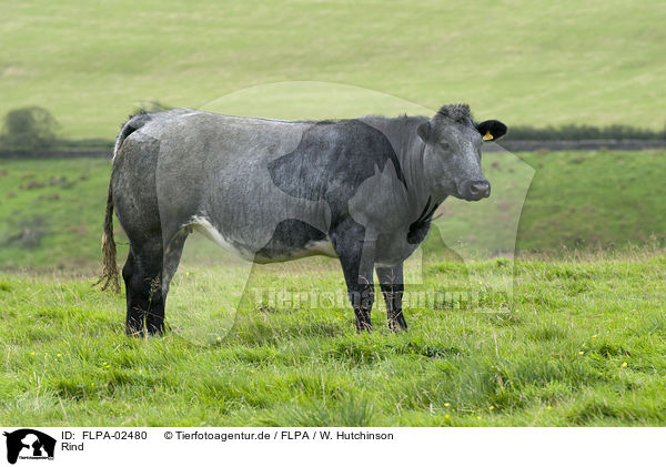 Rind / cattle / FLPA-02480