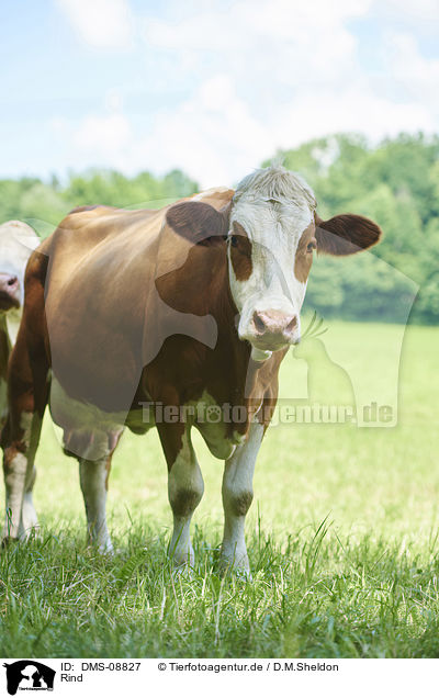 Rind / DMS-08827