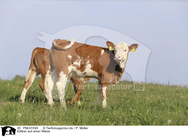 Klber auf einer Wiese / Calfs on the meadow / PM-07490