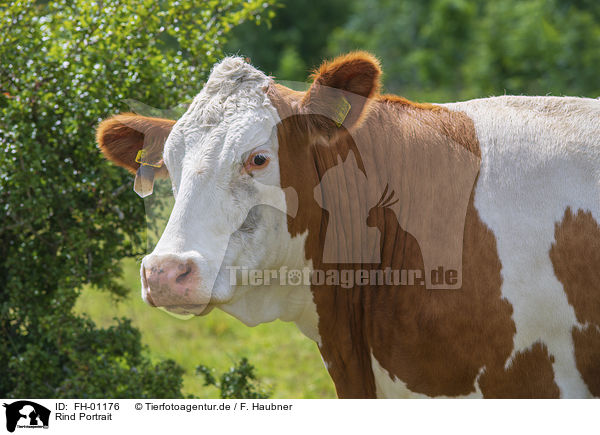 Rind Portrait / FH-01176