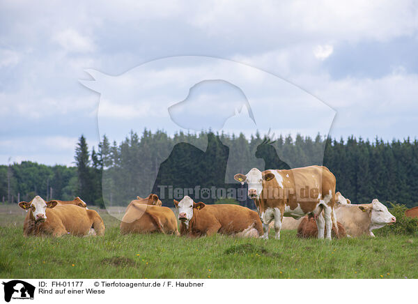 Rind auf einer Wiese / Cattle on a meadow / FH-01177