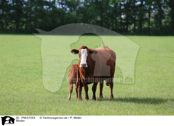 Rinder / cattle / PM-07554