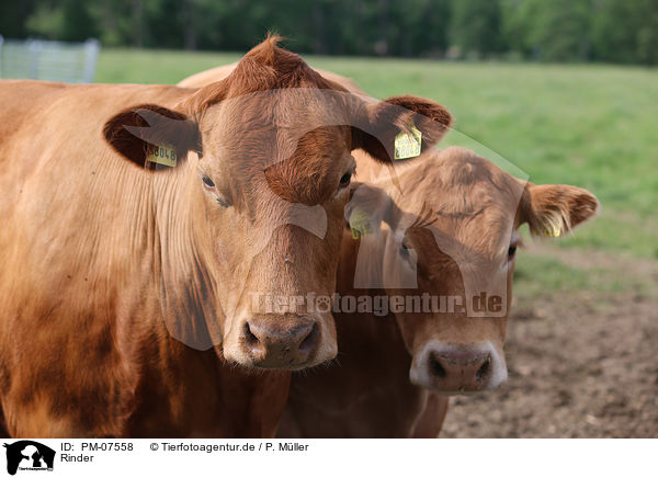 Rinder / cattle / PM-07558