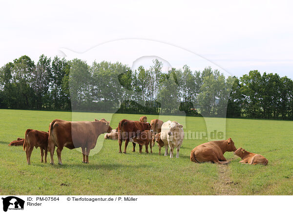 Rinder / cattle / PM-07564