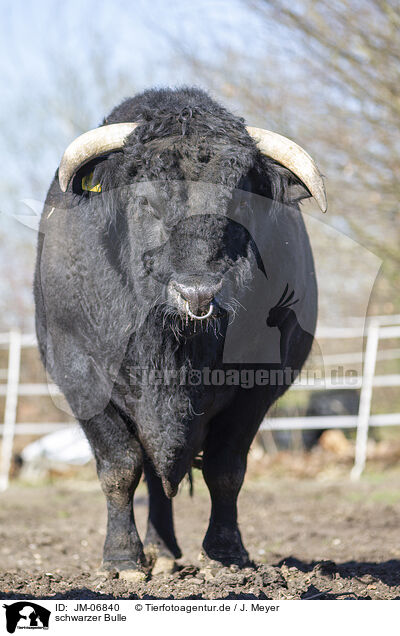 schwarzer Bulle / black bull / JM-06840