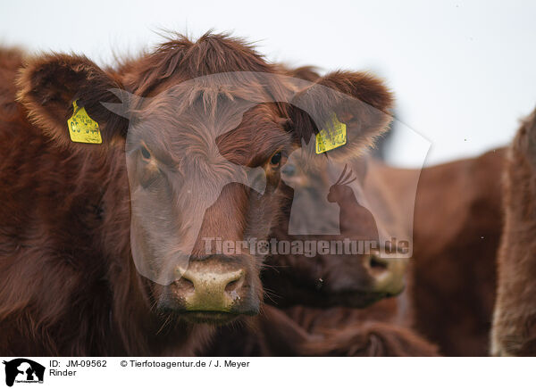 Rinder / JM-09562