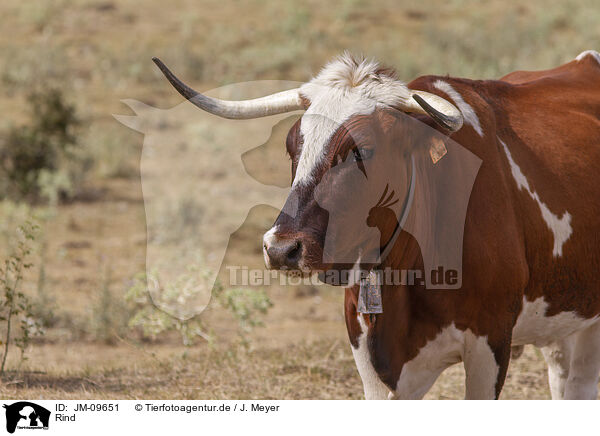 Rind / cattle / JM-09651