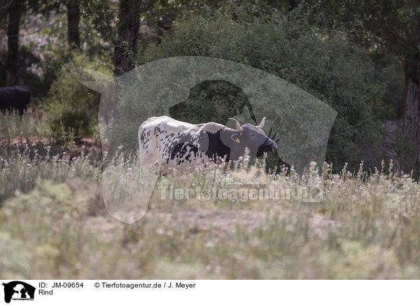 Rind / JM-09654
