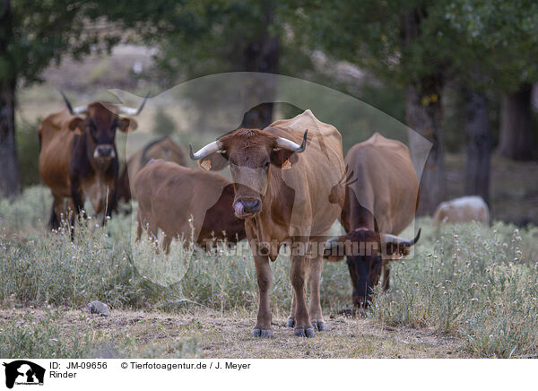 Rinder / cattle / JM-09656