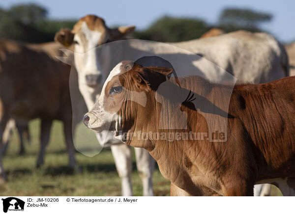 Zebu-Mix / JM-10206