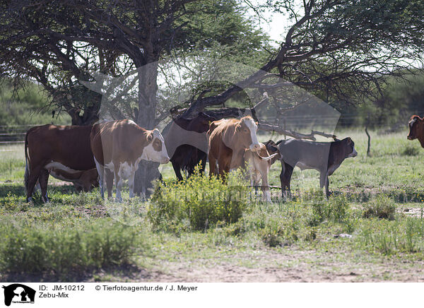 Zebu-Mix / Zebu-Cross / JM-10212