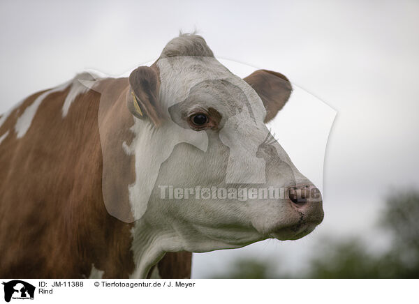 Rind / cattle / JM-11388