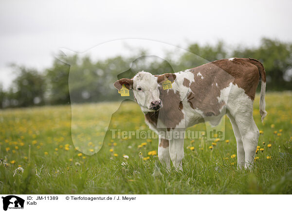 Kalb / calf / JM-11389