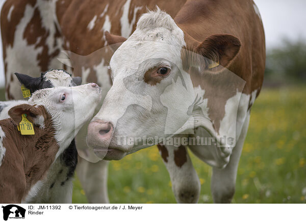 Rinder / cattle / JM-11392