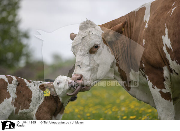 Rinder / cattle / JM-11395