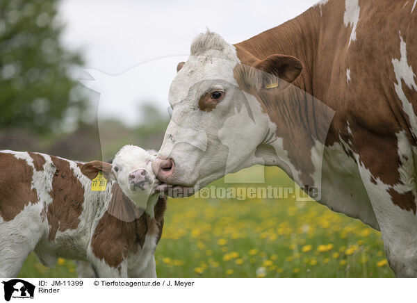 Rinder / cattle / JM-11399