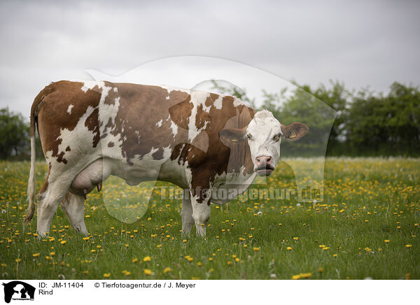 Rind / cattle / JM-11404