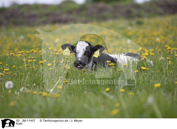 Kalb / calf / JM-11407