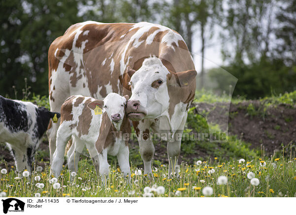 Rinder / cattle / JM-11435