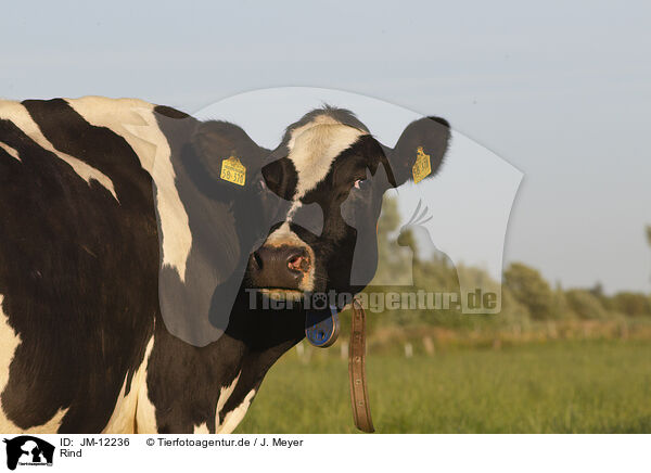 Rind / cattle / JM-12236