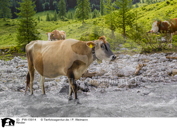 Rinder / cattle / PW-15914