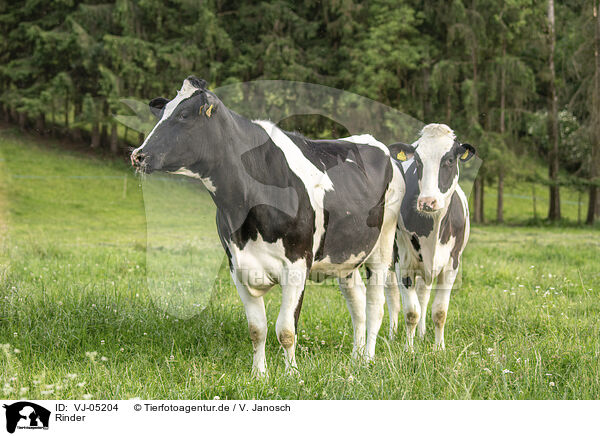 Rinder / cattle / VJ-05204