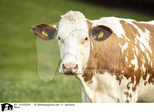 Rind / cattle / VJ-05205