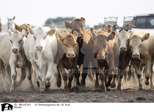 Rinder / cattles / BK-02181