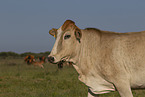 Zebu-Mix