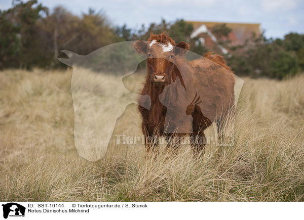 Rotes Dnisches Milchrind / Danish Red Cattle / SST-10144