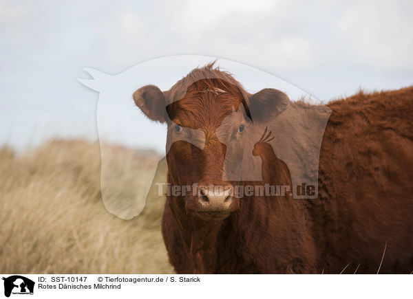 Rotes Dnisches Milchrind / Danish Red Cattle / SST-10147