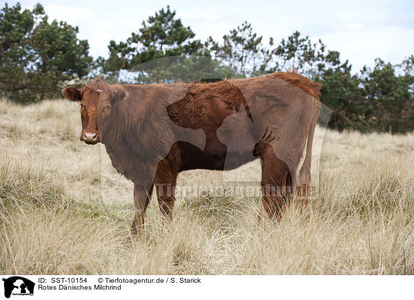 Rotes Dnisches Milchrind / Danish Red Cattle / SST-10154