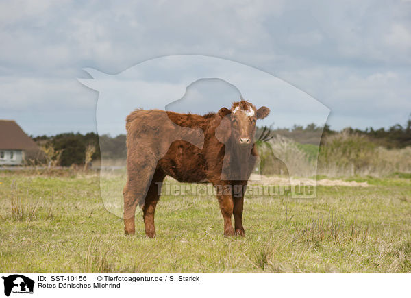 Rotes Dnisches Milchrind / Danish Red Cattle / SST-10156