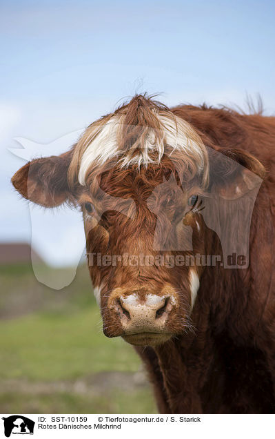 Rotes Dnisches Milchrind / Danish Red Cattle / SST-10159