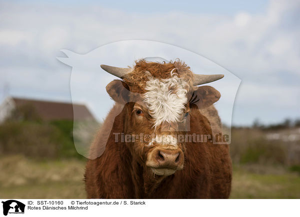 Rotes Dnisches Milchrind / Danish Red Cattle / SST-10160