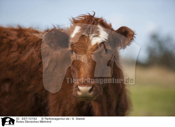Rotes Dnisches Milchrind / Danish Red Cattle / SST-10162