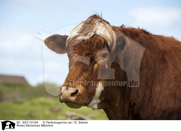 Rotes Dnisches Milchrind / Danish Red Cattle / SST-10164