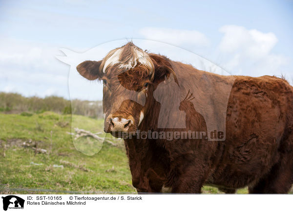 Rotes Dnisches Milchrind / Danish Red Cattle / SST-10165