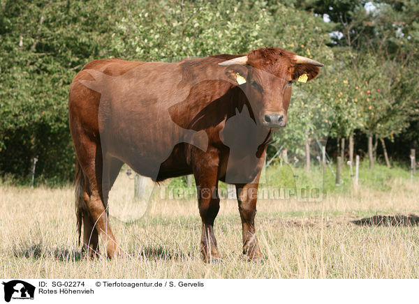 Rotes Hhenvieh / cattle / SG-02274