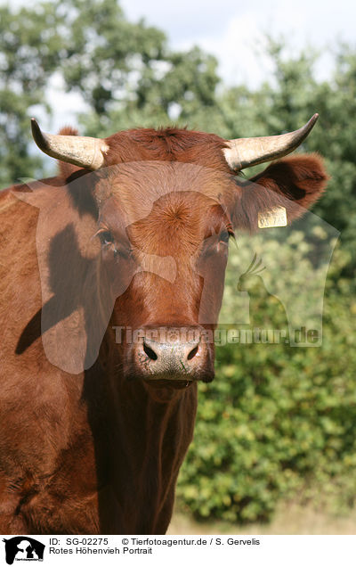 Rotes Hhenvieh Portrait / cattle portrait / SG-02275