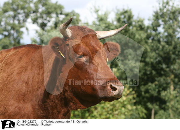 Rotes Hhenvieh Portrait / cattle portrait / SG-02276